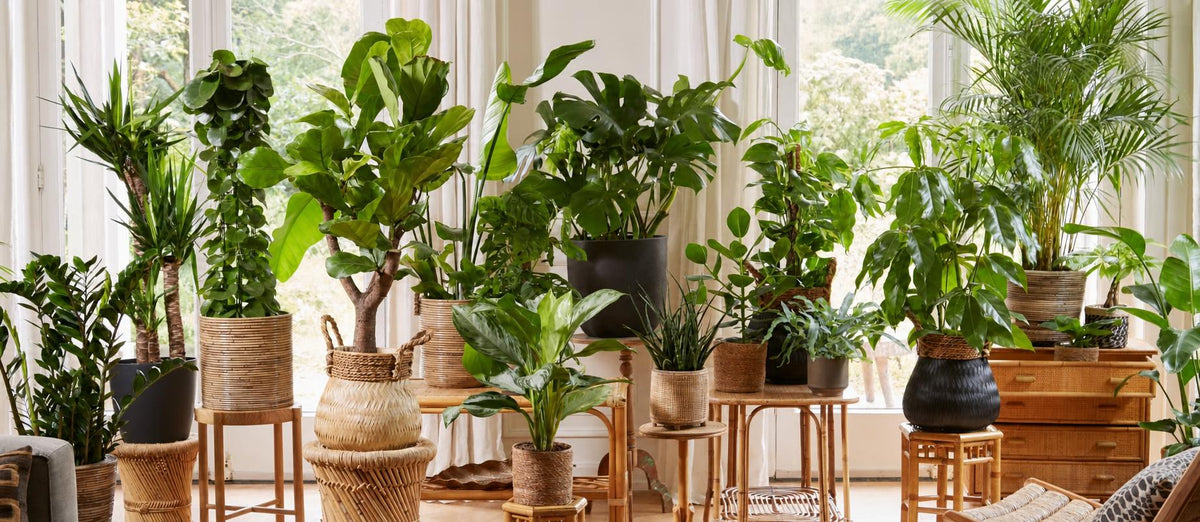 Les tendances vertes pour votre intérieur 2020-2021 - Bakker.com | France
