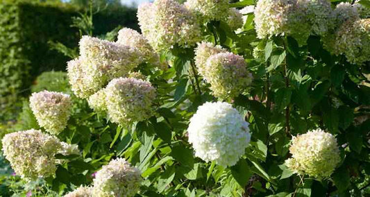 Tailler l'Hortensia paniculé - Bakker.com | France