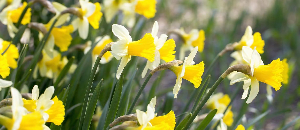 les narcisses premiers rayons de soleil du printemps