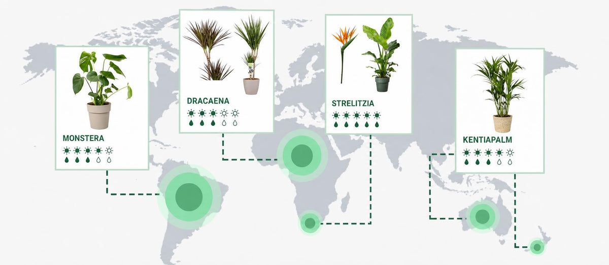 Faites le tour du monde grâce à vos plantes d'intérieur