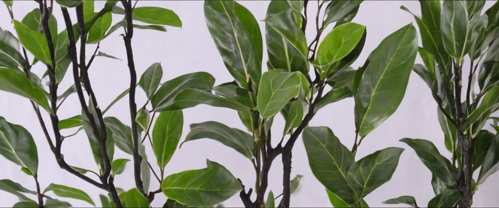 Solutions aux problèmes courants de votre ficus : feuilles jaunes, chute des feuilles et parasites