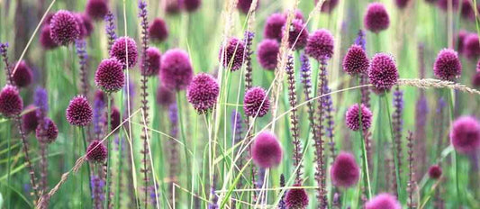 alliums dans un jardin