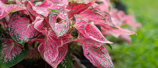 Tout ce qu'il faut savoir sur le Caladium - Bakker.com | France