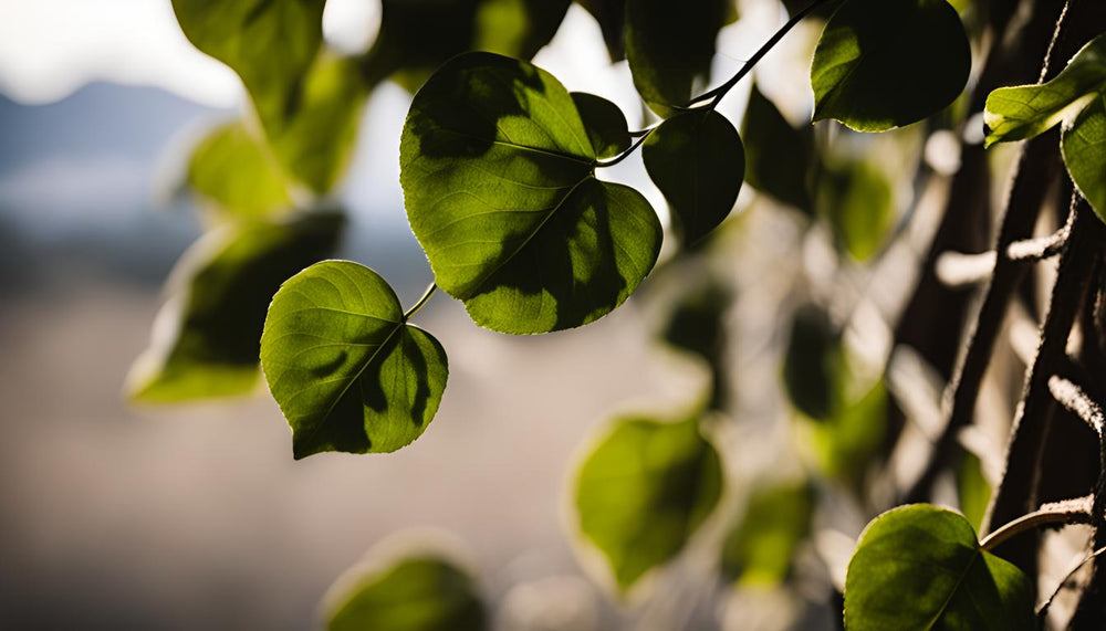 Comment arroser vos plantes grimpantes