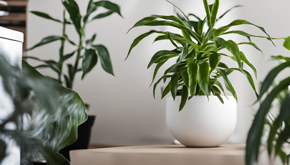 Plantes d'intérieur Non Toxiques pour Animaux