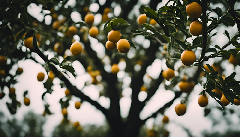 Prévenir et traiter les maladies des arbres fruitiers en pot