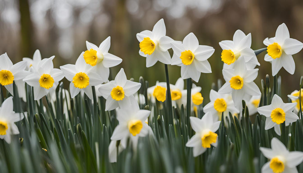 Quand fleurissent les narcisses ?