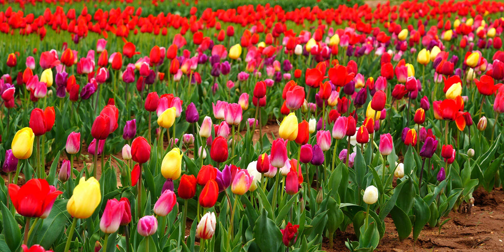 Guide d'entretien des tulipes