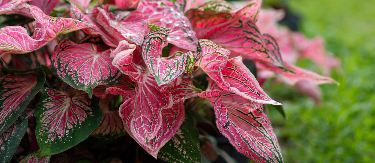 Tout ce qu'il faut savoir sur le Caladium - Bakker.com | France