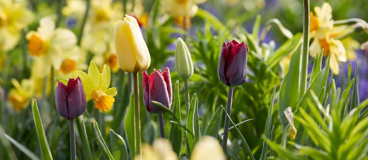 Prendre soin des bulbes après la floraison - Bakker.com | France