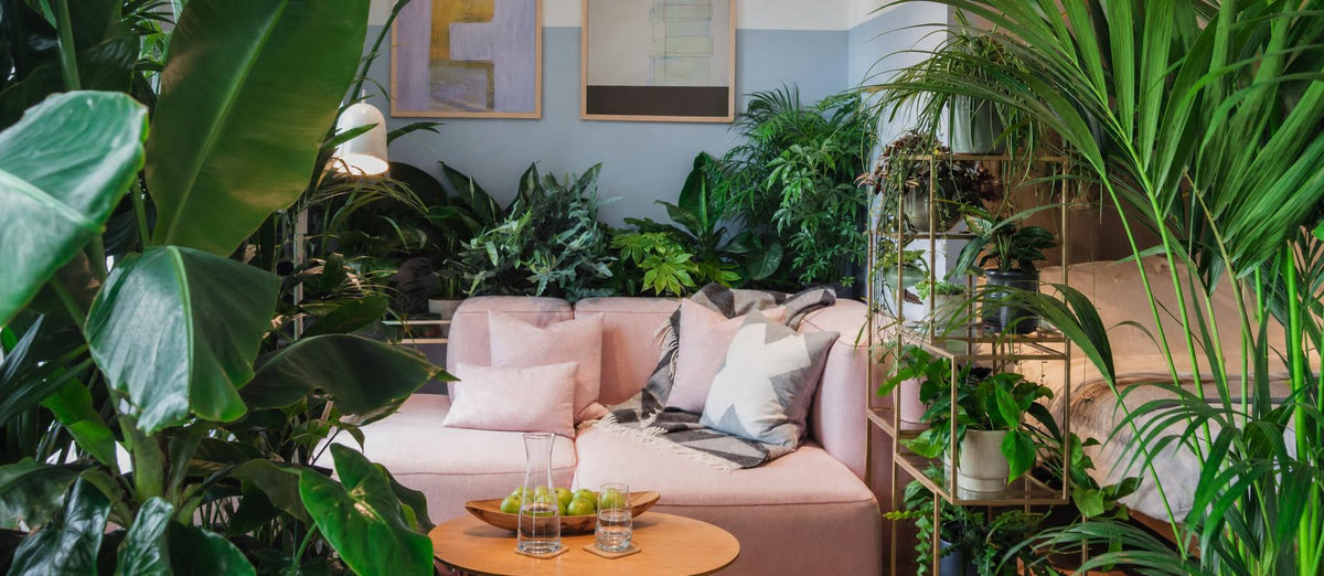 Créez votre propre jungle urbaine - Bakker.com | France
