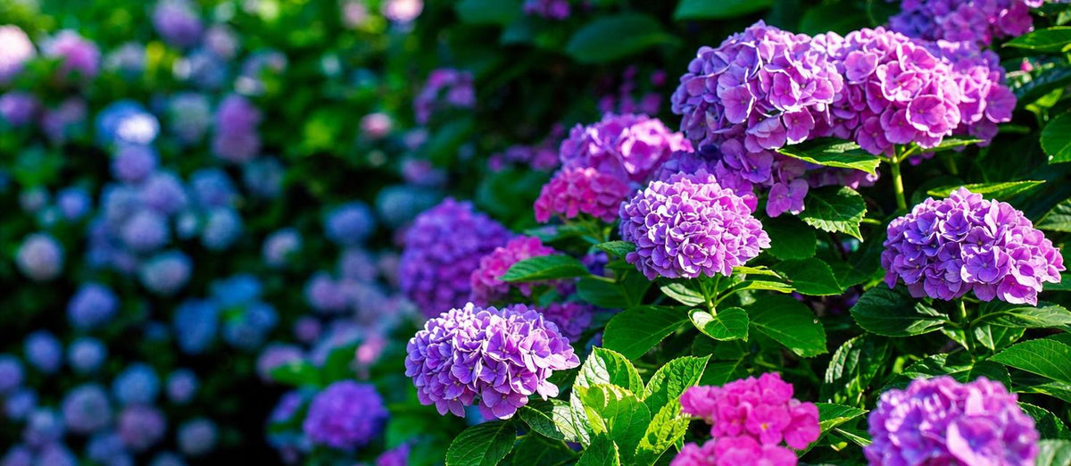 la taille des hortensias