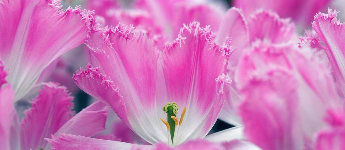 Les 5 bulbes de fleurs les plus excentriques - Bakker.com | France