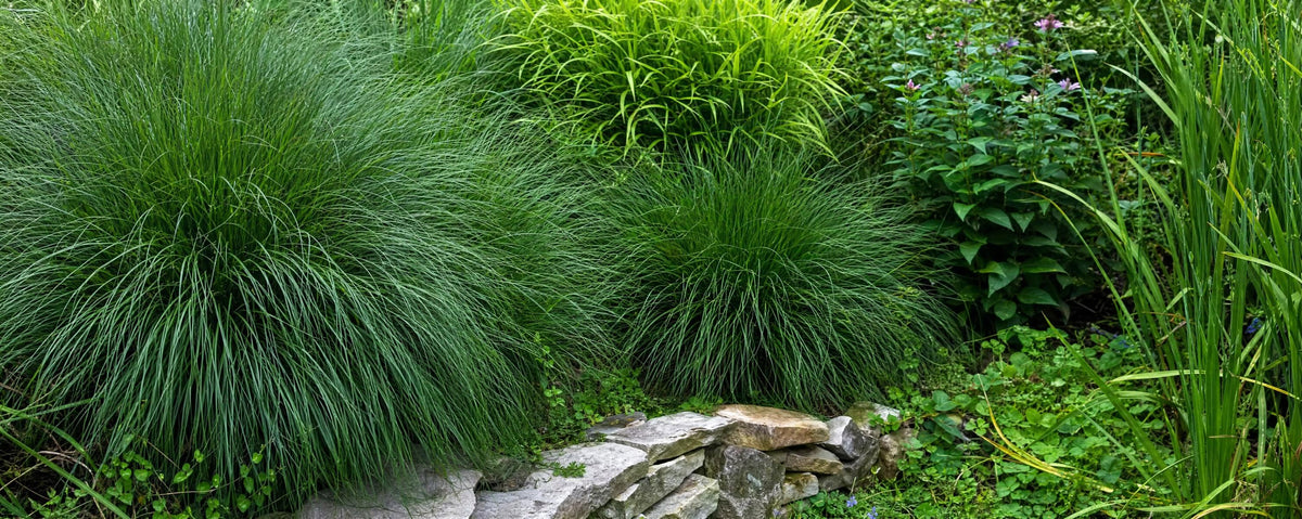 Les herbes d'ornement auront un effet remarquable dans votre jardin - Bakker.com | France