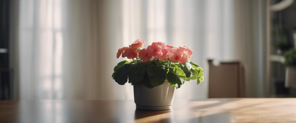 Embellissez votre maison avec des bégonias d'intérieur