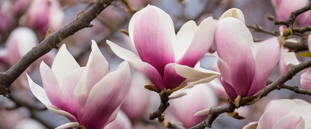Guide complet sur l'arrosage des magnolias