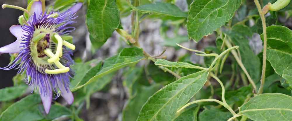 Identifier et Traiter les Maladies de la Passiflore