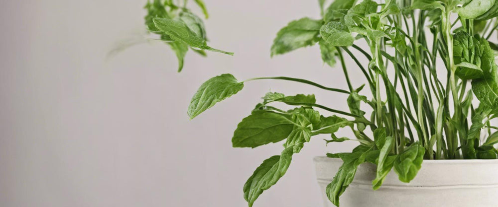 Les meilleures plantes aromatiques pour votre balcon