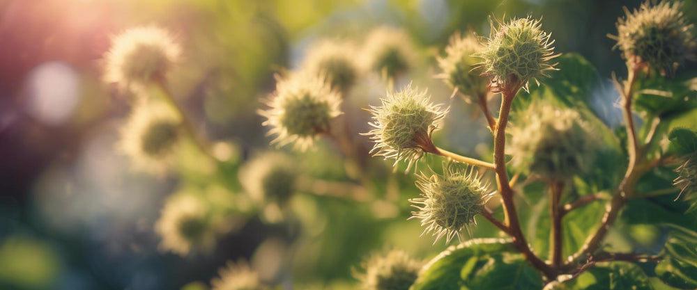 Les meilleurs arbustes persistants pour votre jardin