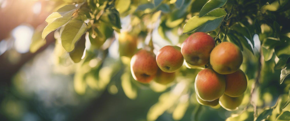 Quand et comment récolter les fruits