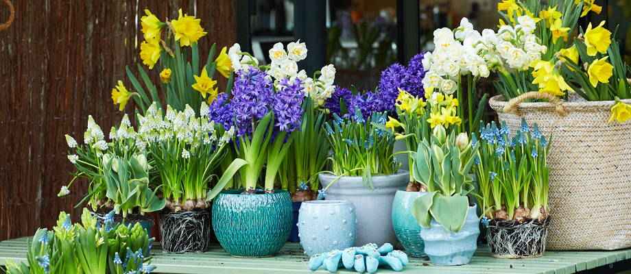 ② Pot de fleurs vert / bac à fleurs plastique / promotion — Pots de fleurs  — 2ememain