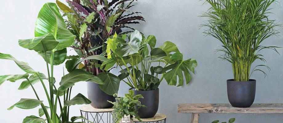 Nos 12 plantes d’intérieur les plus populaires - Bakker.com | France