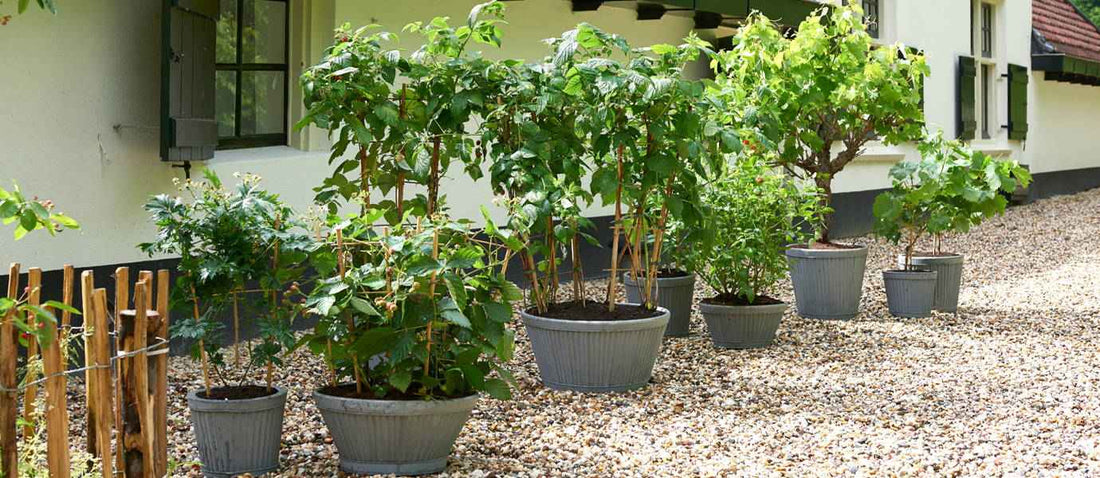 Nos 10 arbres fruitiers préférés - Bakker.com | France