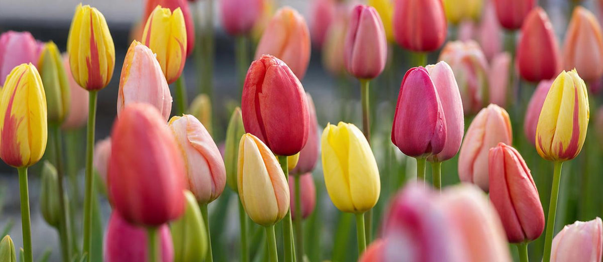 mélange de tulipes jaunes et oranges