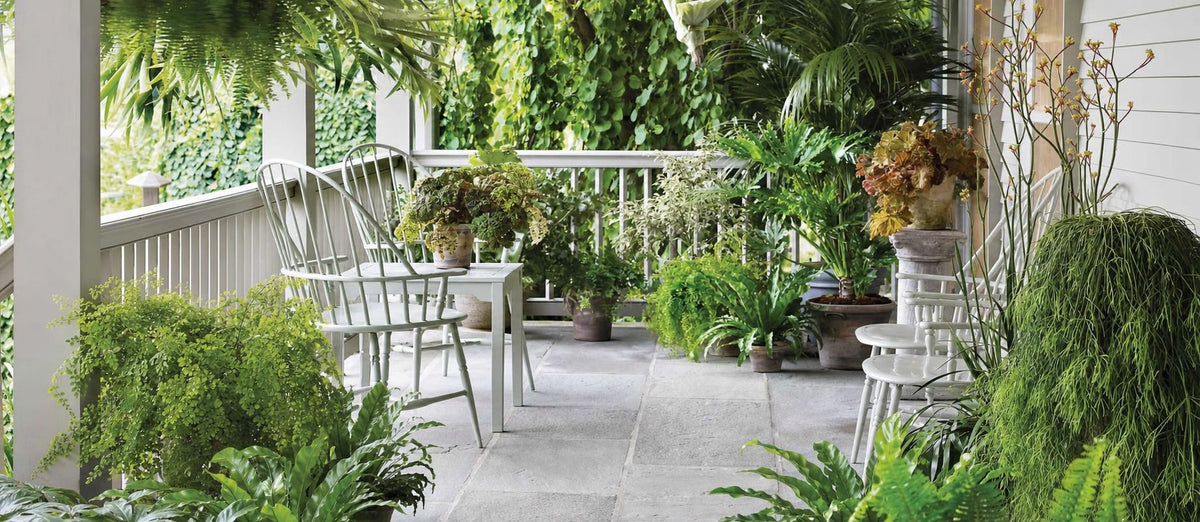 transformez son jardin en une jungle urbaine