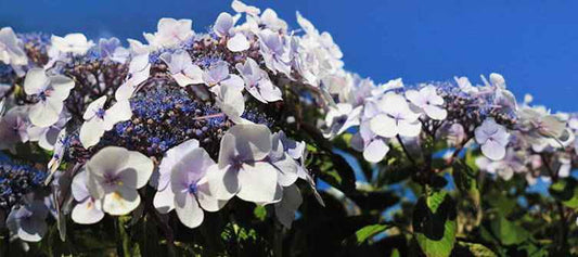 Tailler l'Hortensia aspera - Bakker.com | France