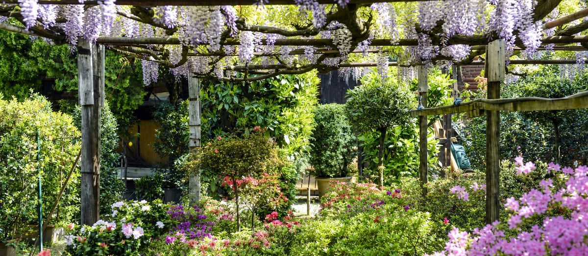 Les 7 plantes grimpantes fleuries les plus populaires - Bakker.com | France