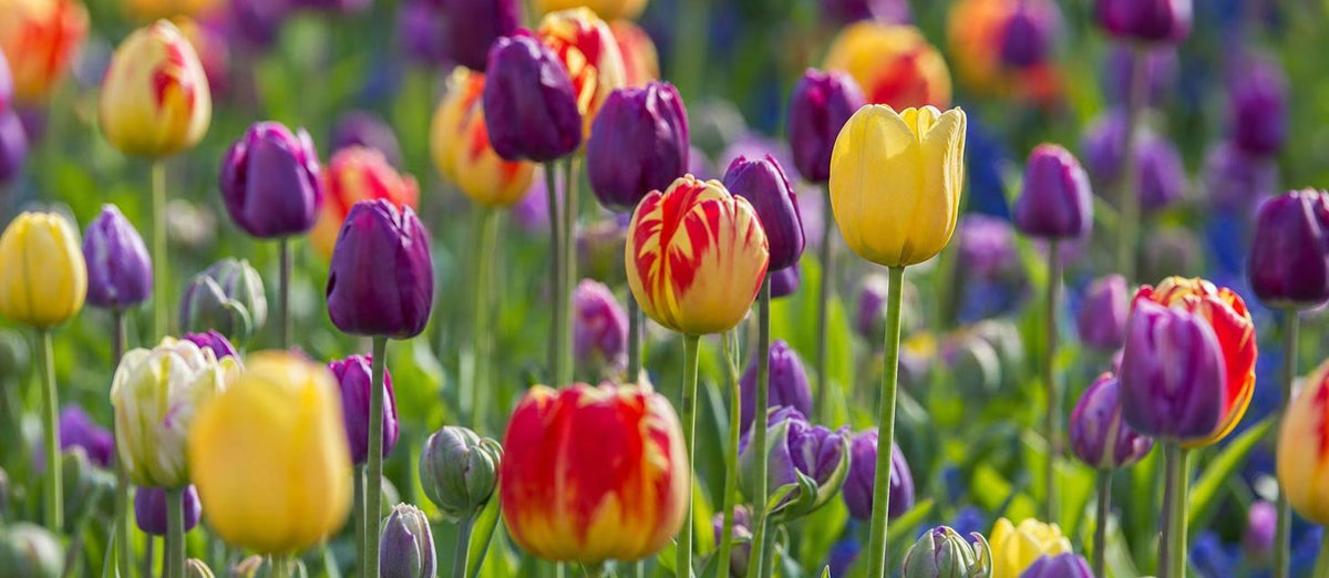 tulipes colorées plantes à bulbes de fleurs