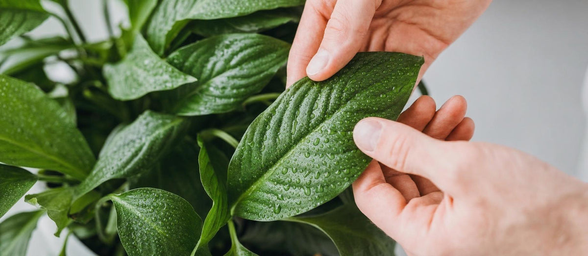 10 choses que vous ne saviez pas encore sur l'entretien de vos plantes d'intérieur - Bakker.com | France