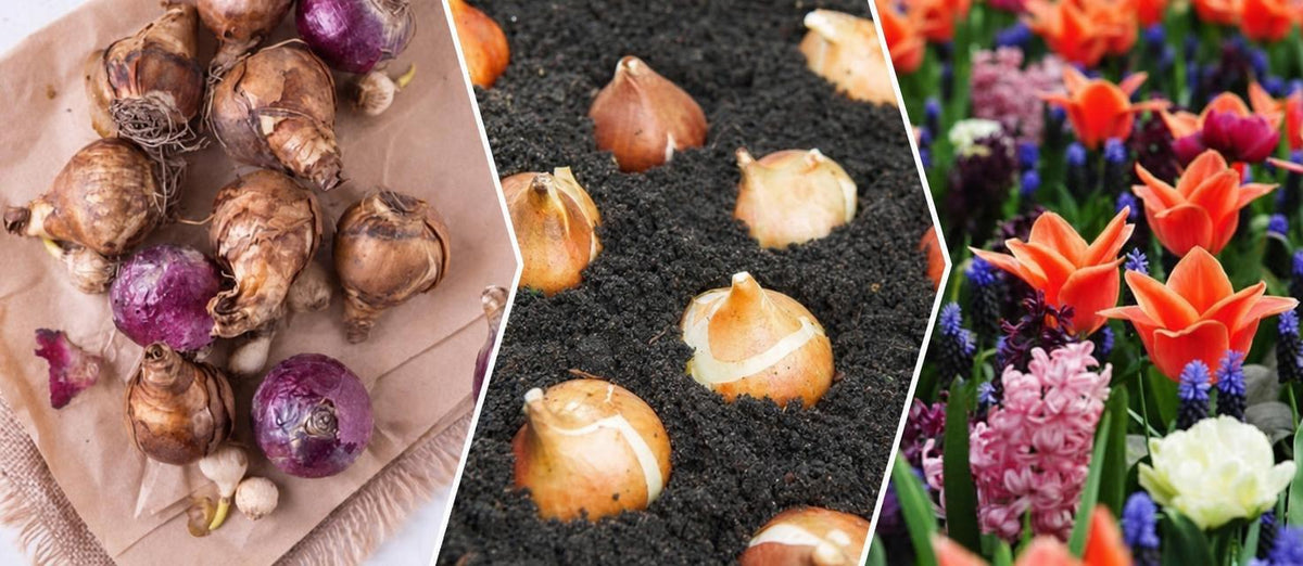Plantation des bulbes à fleurs, rien de plus facile - Bakker.com | France