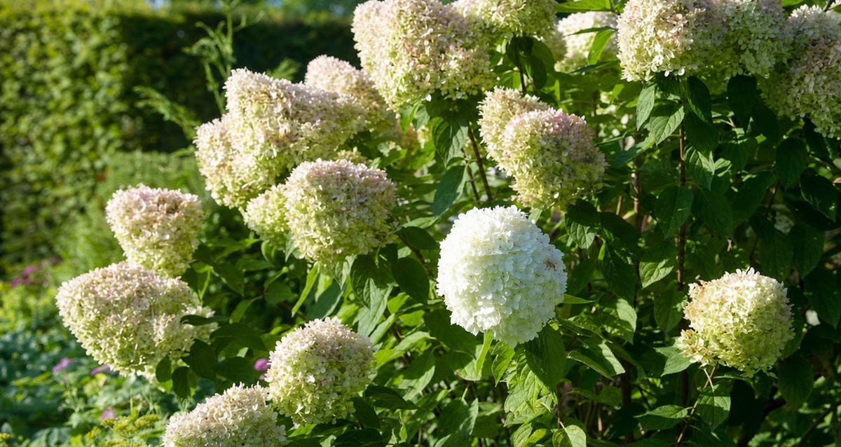 Tailler l'Hortensia paniculé - Bakker.com | France