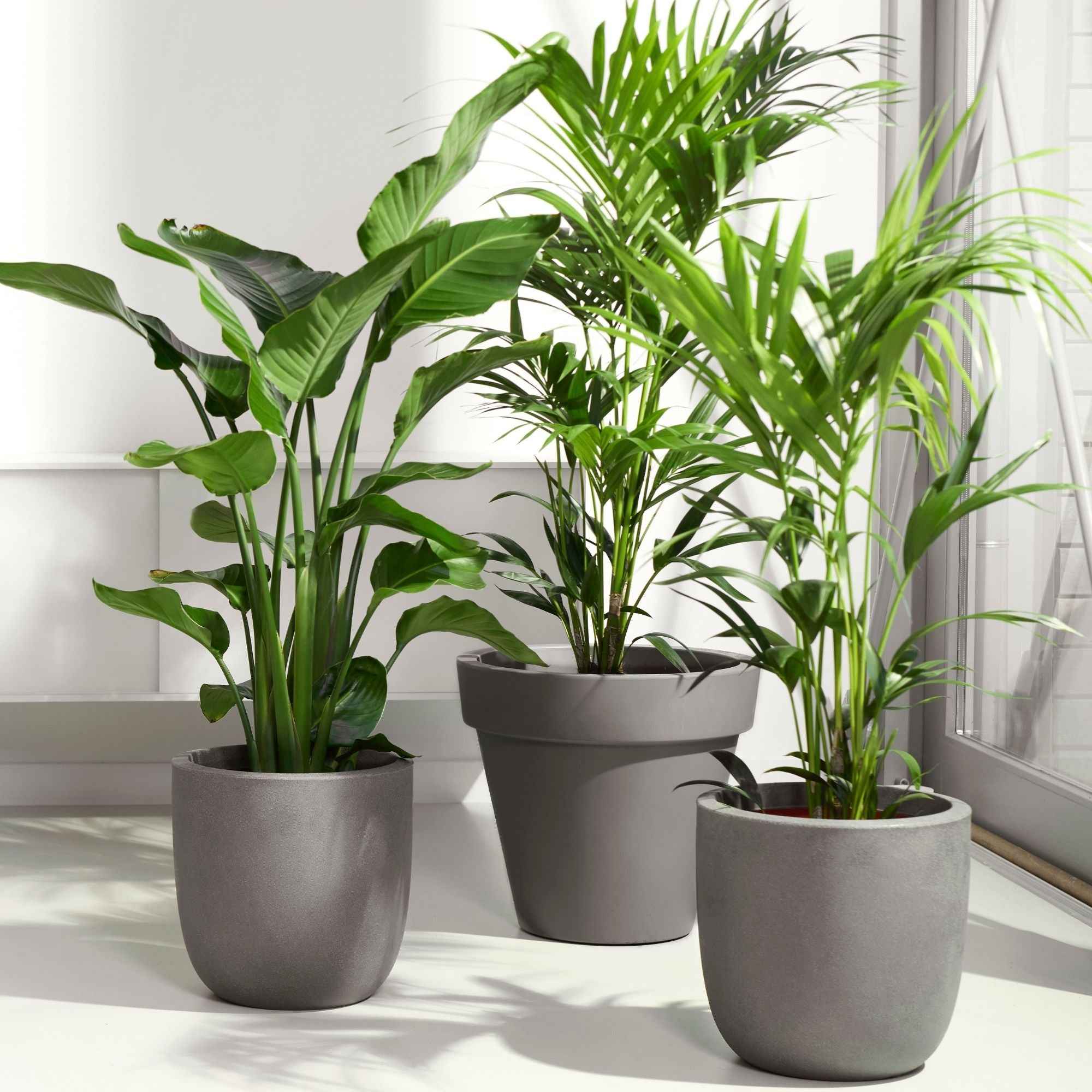 Commandez des plantes d'intérieur en ligne Sans tracas, directement chez vous.