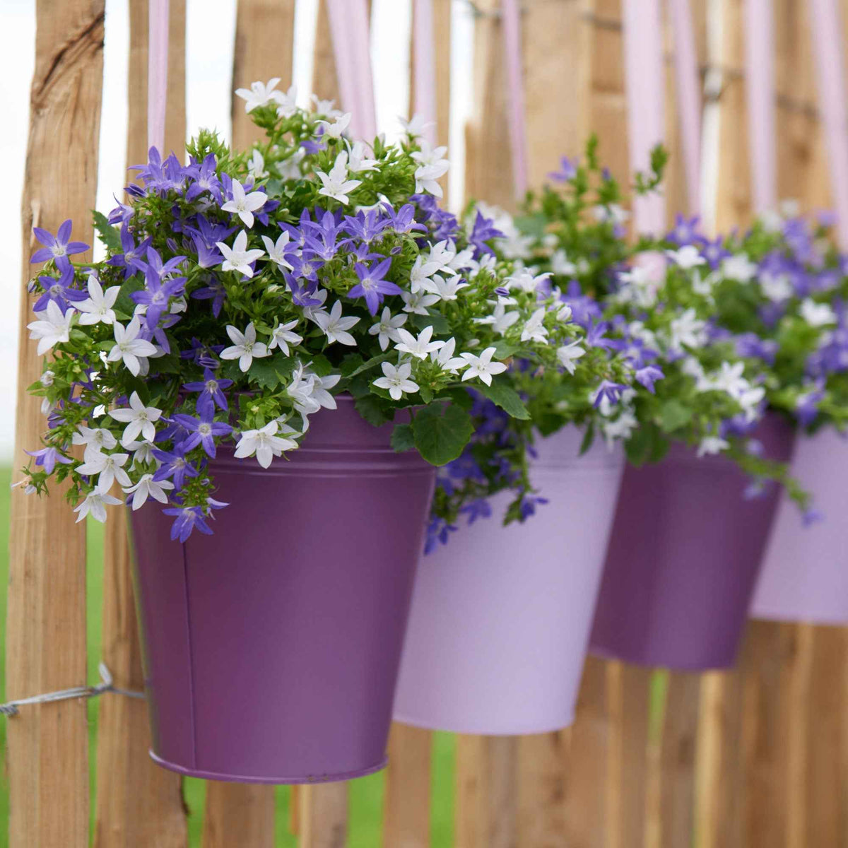 Plantes suspendues pour la terrasse et le balcon