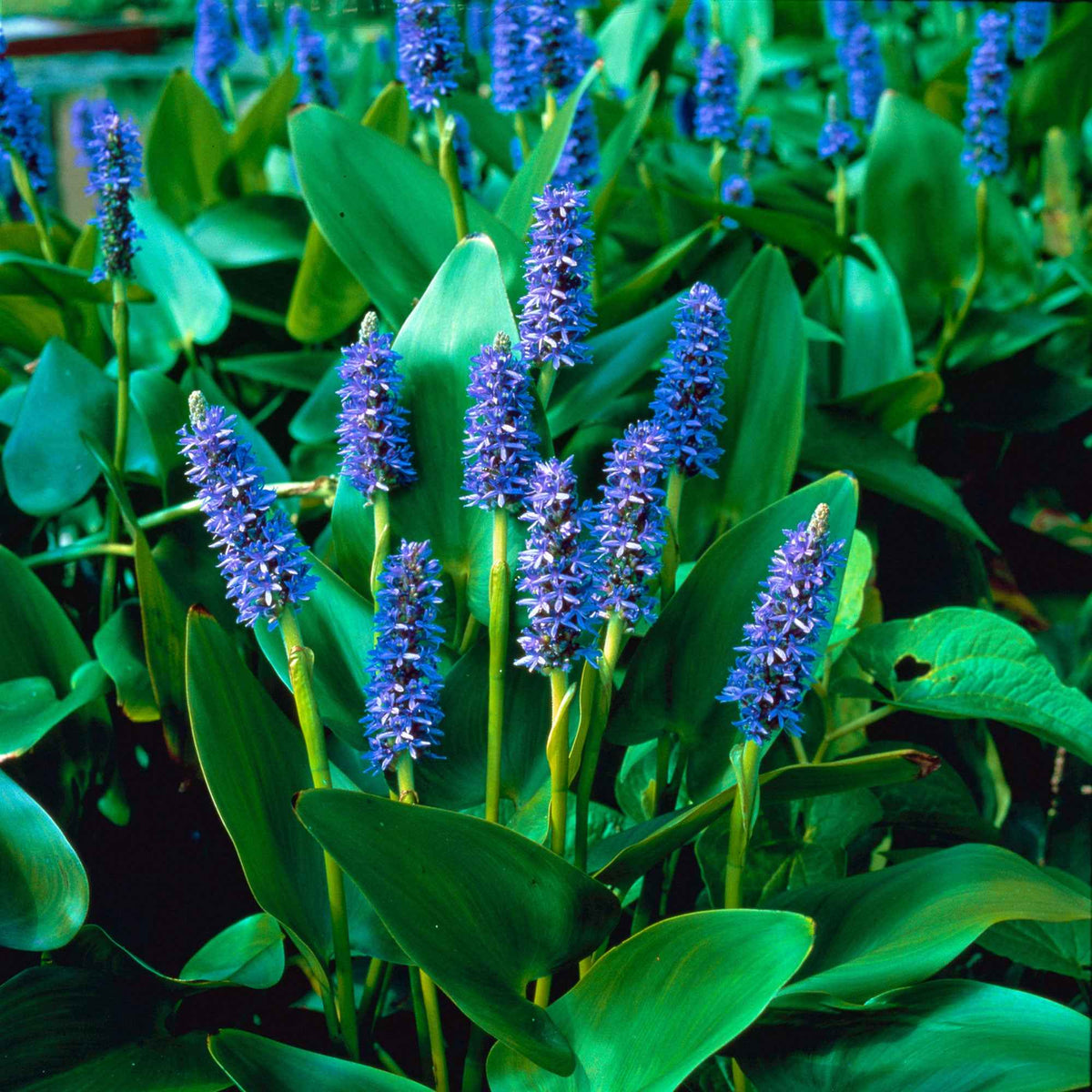 Plantes aquatiques pour bassin moderne
