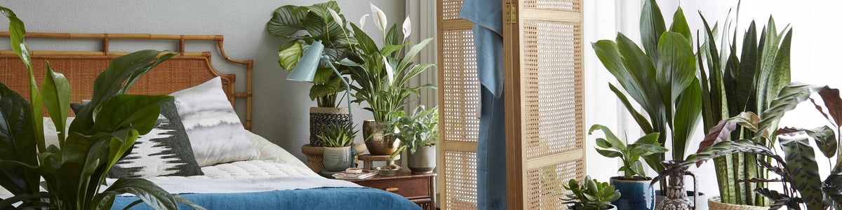 Plantes chambre