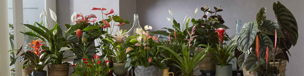 Plus de plantes d'intérieur fleuries