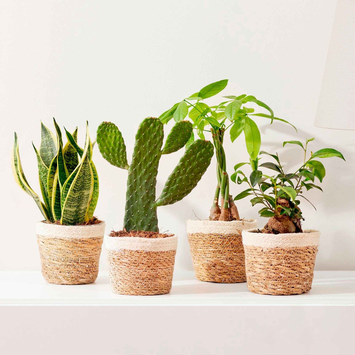 Plantes d'intérieur avec cache-pot