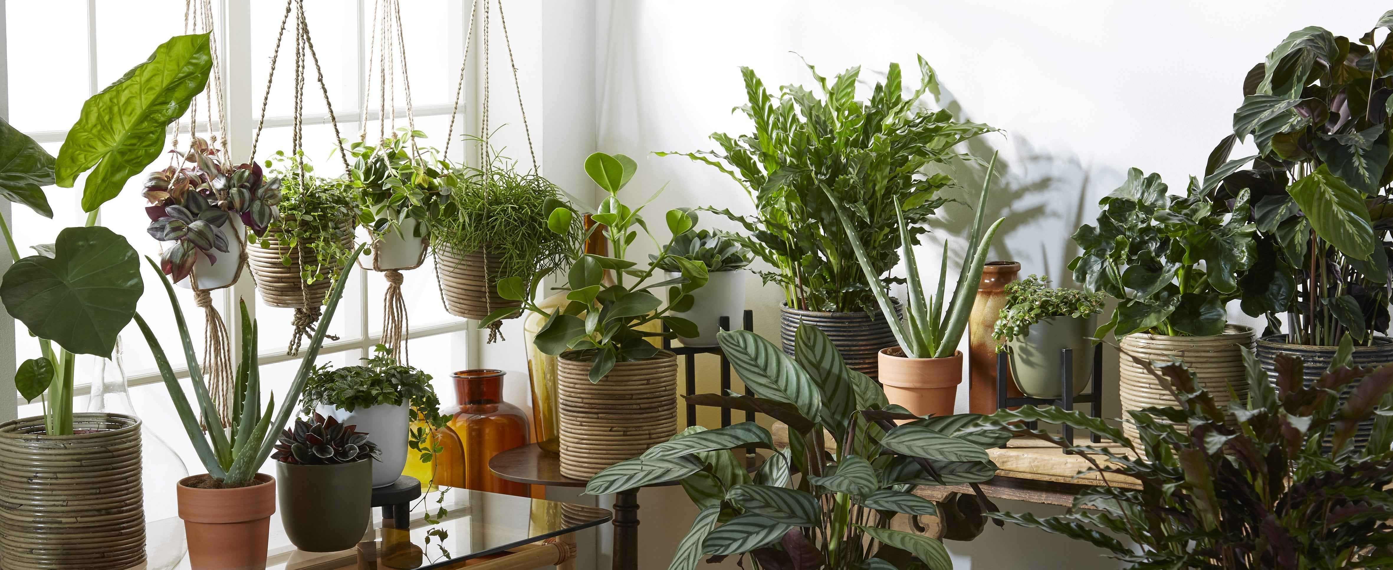 Acheter des plantes suspendues en ligne ? Bakker.com, des plantes  d'intérieur fraîchement arrivées de chez le producteur.