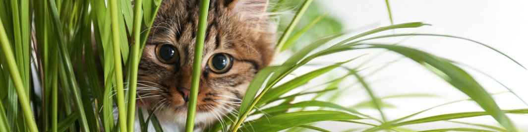 Plantes d'intérieur non toxiques pour les animaux