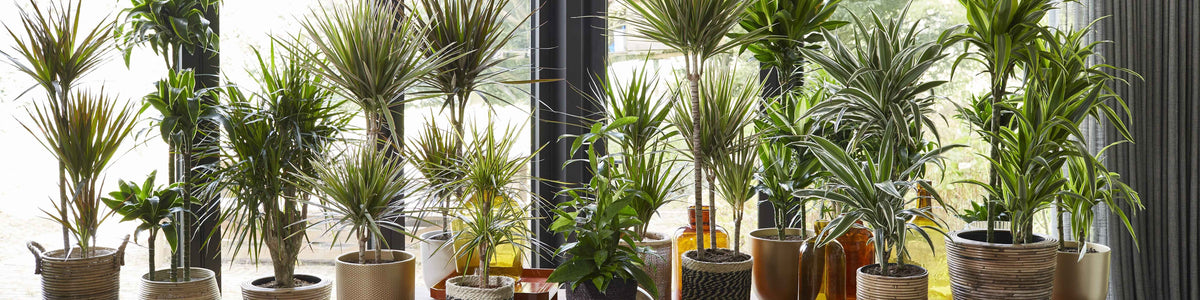 Dragonnier de Socotra - Dracaena cinnabari