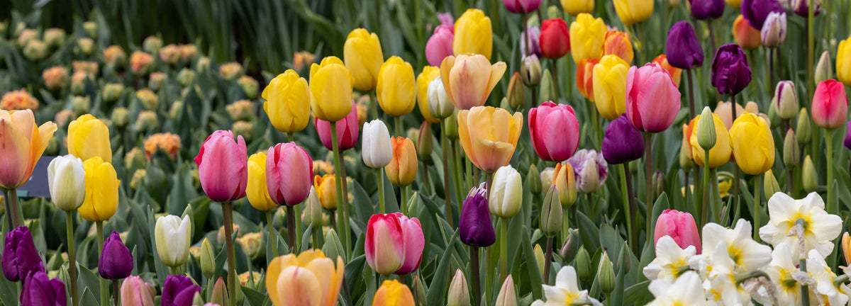 Bulbes de printemps