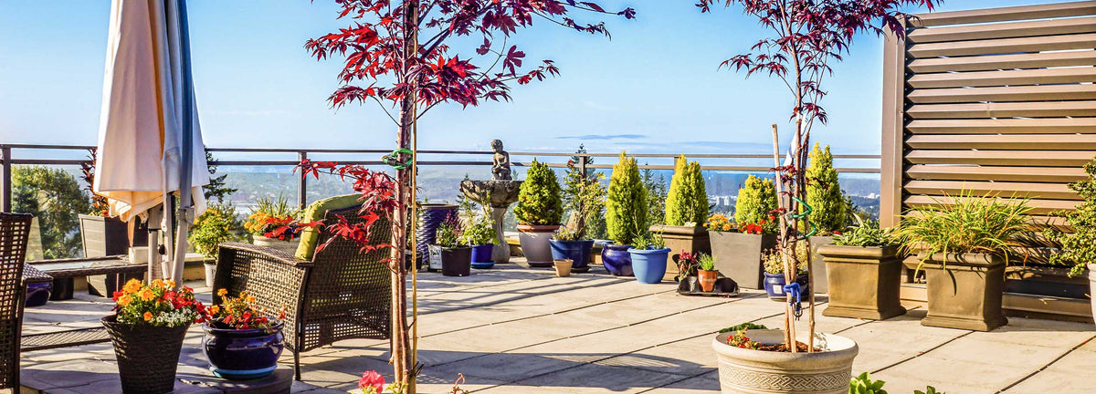 Plantes de terrasses et balcons