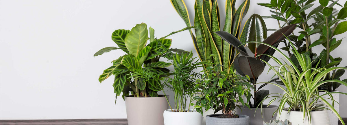 Plantes d'intérieur