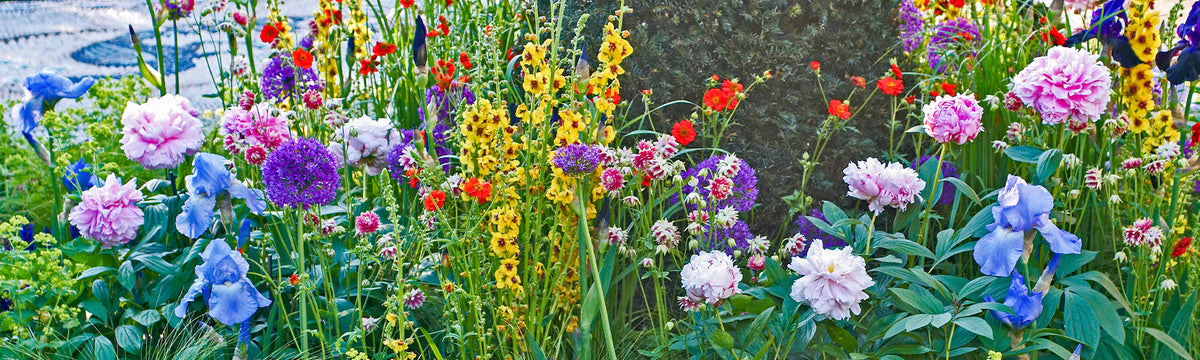 Vivaces à floraison estivale | -10%