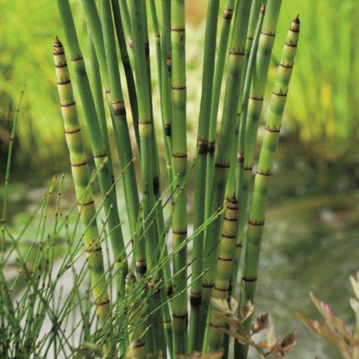 Plantes aquatiques