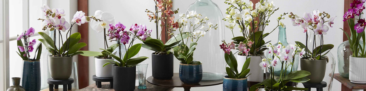 Orchidée - Phalaenopsis
